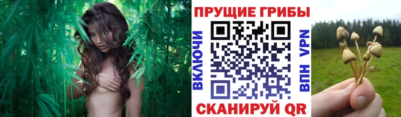 Галлюциногенные грибы GOLDEN TEACHER Суворов